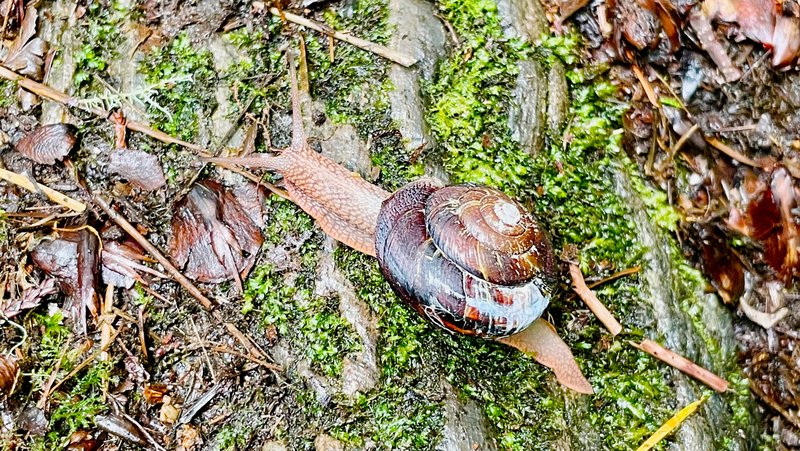 Goldstream Provincial Park
