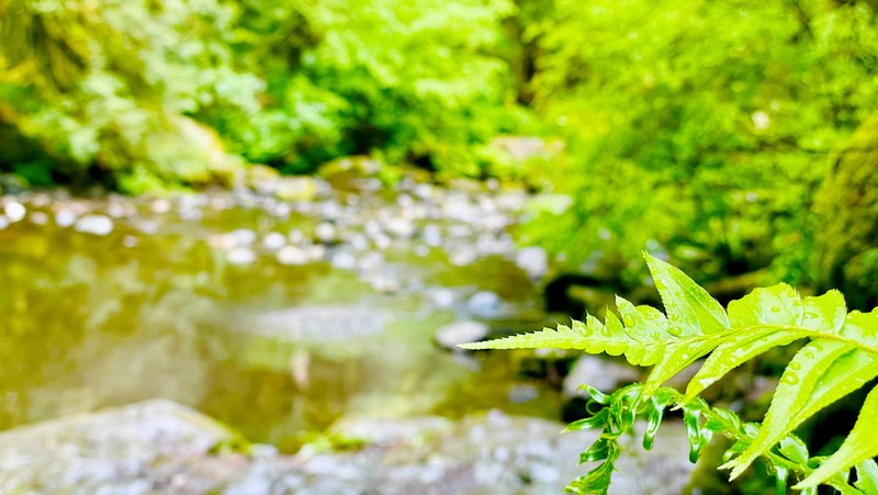 Goldstream Provincial Park