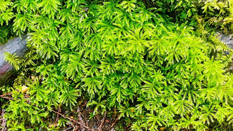 Goldstream Provincial Park